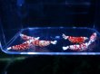 画像1: 1002　H【決算スペシャル！】Fan Shrimpのレッドファンシータイガー 抱卵含む画像プラケ内丸ごとセット (1)