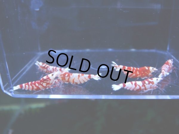 画像1: 1002　H【決算スペシャル！】Fan Shrimpのレッドファンシータイガー 抱卵含む画像プラケ内丸ごとセット (1)