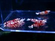 画像3: 1002　H【決算スペシャル！】Fan Shrimpのレッドファンシータイガー 抱卵含む画像プラケ内丸ごとセット (3)