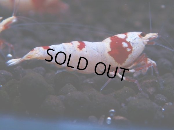 画像1: 168　H【決算スペシャル】ブランドレッドビー100連発！！ebi squid (1)