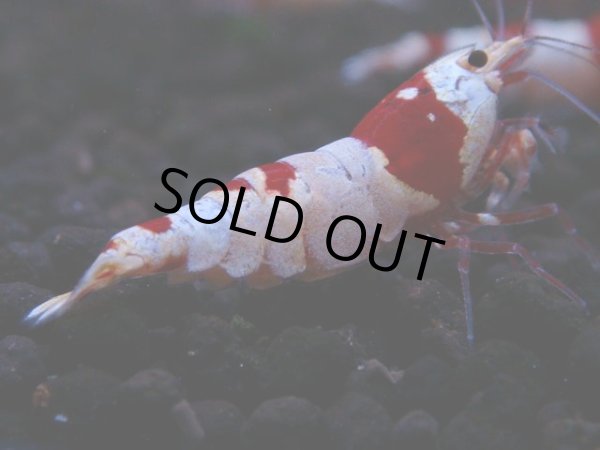 画像1: 173　H【決算スペシャル】ブランドレッドビー100連発！！ebi squid (1)