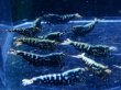 画像3: 1004　P【決算スペシャル！】ブルー系ブラックギャラクシー メスもしっかり画像プラケ内丸ごとセット (3)