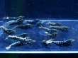 画像4: 1004　P【決算スペシャル！】ブルー系ブラックギャラクシー メスもしっかり画像プラケ内丸ごとセット (4)