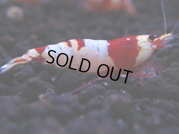 画像1: 171　H【決算スペシャル】ブランドレッドビー100連発！！ebi squid (1)