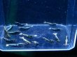 画像1: 1004　P【決算スペシャル！】ブルー系ブラックギャラクシー メスもしっかり画像プラケ内丸ごとセット (1)
