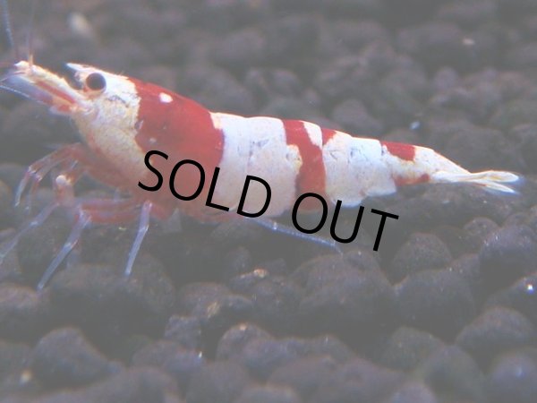 画像1: 179　H【決算スペシャル】ブランドレッドビー100連発！！ebi squid (1)