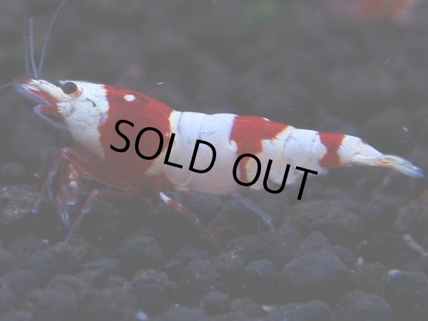 画像1: 167　H【決算スペシャル】ブランドレッドビー100連発！！ebi squid (1)