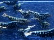 画像5: 1004　P【決算スペシャル！】ブルー系ブラックギャラクシー メスもしっかり画像プラケ内丸ごとセット (5)