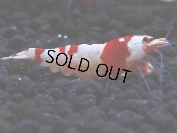 画像1: 170　H【決算スペシャル】ブランドレッドビー100連発！！ebi squid (1)