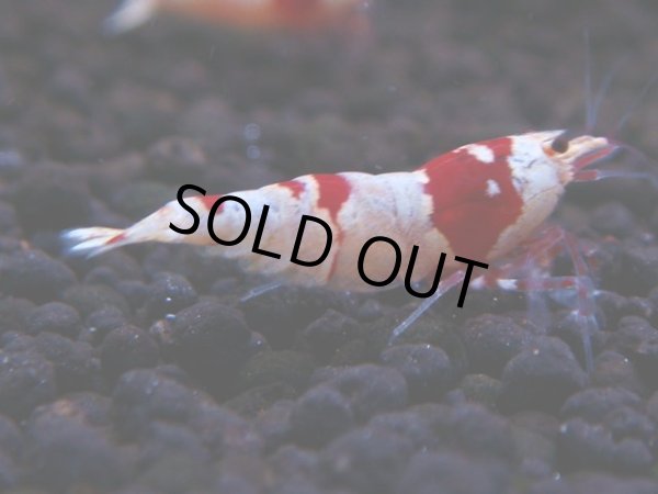 画像1: 178　H【決算スペシャル】ブランドレッドビー100連発！！ebi squid (1)