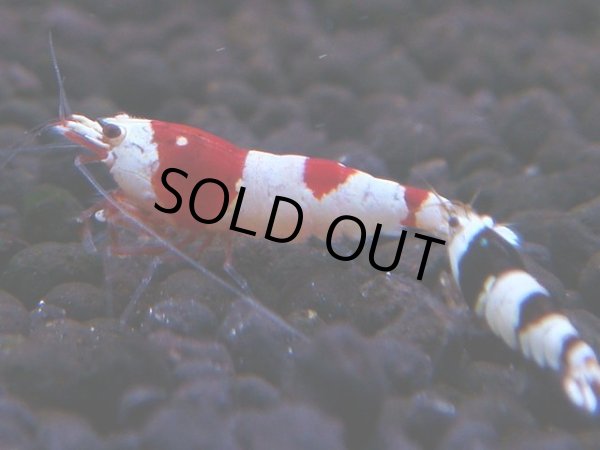 画像1: 161　H【決算スペシャル】ブランドレッドビー100連発！！ebi squid (1)