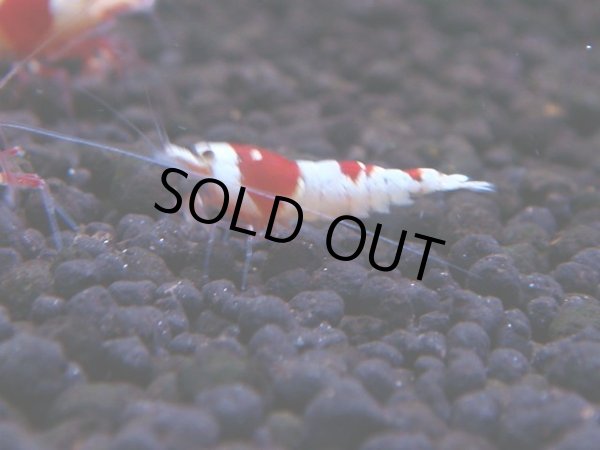 画像1: 174　H【決算スペシャル】ブランドレッドビー100連発！！ebi squid (1)