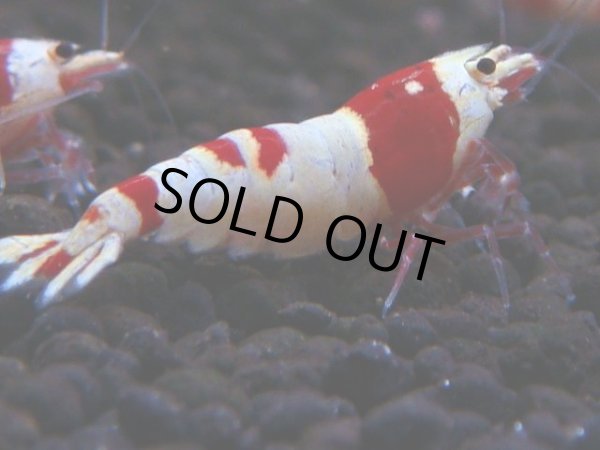 画像1: 165　H【決算スペシャル】ブランドレッドビー100連発！！ebi squid (1)