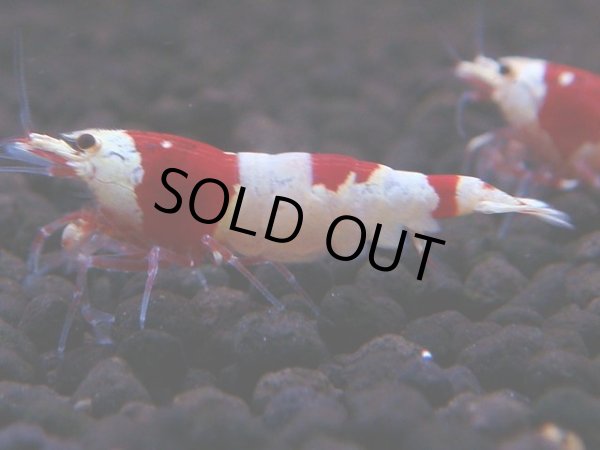 画像1: 180　H【決算スペシャル】ブランドレッドビー100連発！！ebi squid (1)