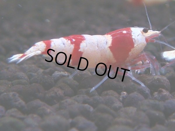 画像1: 164　H【決算スペシャル】ブランドレッドビー100連発！！ebi squid (1)