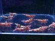 画像2: 1012　H【決算スペシャル！】Fan Shrimp レッドシュガー大量ブリードセット！ 画像プラケ内丸ごとセット (2)
