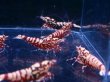 画像4: 1012　H【決算スペシャル！】Fan Shrimp レッドシュガー大量ブリードセット！ 画像プラケ内丸ごとセット (4)