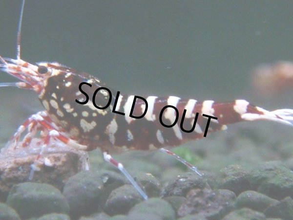 画像1: 303　H【決算スペシャル】初入荷！Fan shrimp レッドシュガー (1)