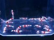 画像1: 1011　H【決算スペシャル！】アワード優勝ブランドが初登場！シュリンプMASA 小さ目小型水槽でじっくり向き限定1セットのみ！ 画像プラケ内丸ごとセット (1)