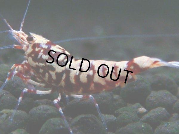 画像1: 309　H【決算スペシャル】初入荷！Fan shrimp レッドシュガー (1)