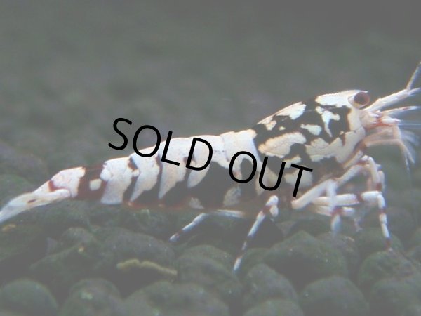 画像1: 302　H【決算スペシャル】初入荷！Fan shrimp レッドシュガー (1)