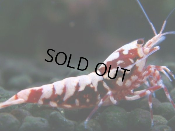 画像1: 310　H【決算スペシャル】初入荷！Fan shrimp レッドシュガー (1)