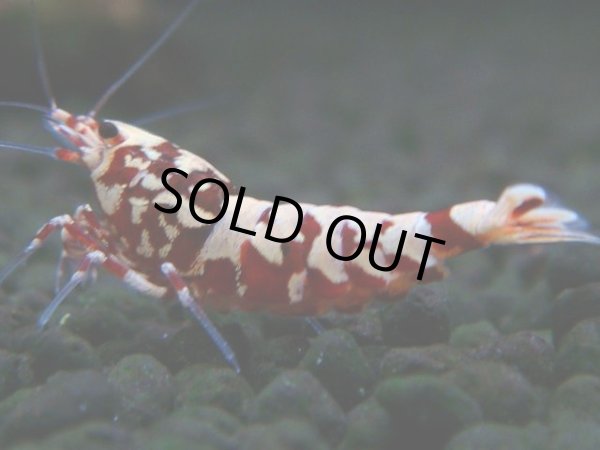画像1: 301　H【決算スペシャル】初入荷！Fan shrimp レッドシュガー (1)