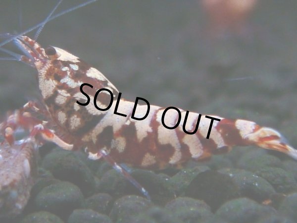 画像1: 307　H【決算スペシャル】初入荷！Fan shrimp レッドシュガー (1)