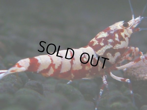 画像1: 308　H【決算スペシャル】初入荷！Fan shrimp レッドシュガー (1)