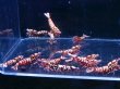画像1: 1012　H【決算スペシャル！】Fan Shrimp レッドシュガー大量ブリードセット！ 画像プラケ内丸ごとセット (1)