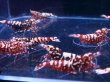 画像3: 1012　H【決算スペシャル！】Fan Shrimp レッドシュガー大量ブリードセット！ 画像プラケ内丸ごとセット (3)