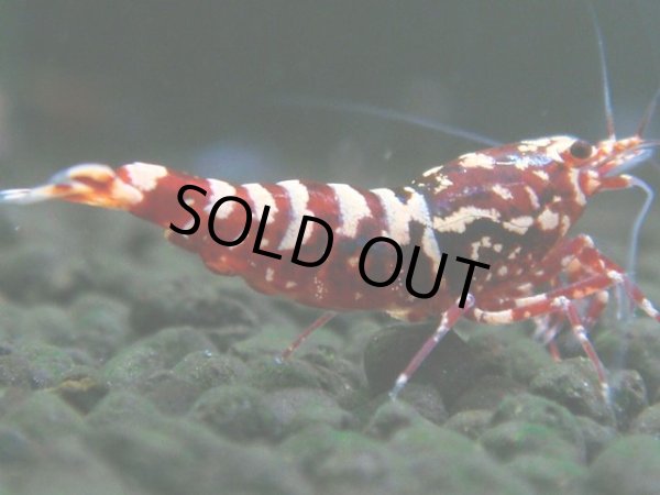 画像1: 305　H【決算スペシャル】初入荷！Fan shrimp レッドシュガー (1)