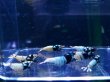 画像1: 1008　K【決算スペシャル！】世界的にブリード終了へ！誰か増やしてBLACK PINTO 画像プラケ内丸ごとセット (1)