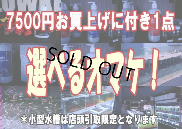 画像1: 7500円お買上げに付き1点 選べるオマケ！ (1)