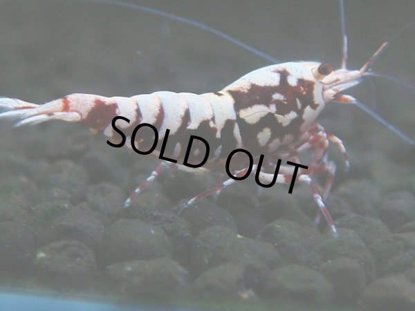 画像1: 145　H【20期目突入記念！】Fan shrimp ド派手系！！レッドシュガー超特価！ (1)