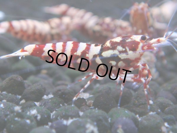 画像1: 142　H【20期目突入記念！】Fan shrimp ド派手系！！レッドシュガー超特価！ (1)