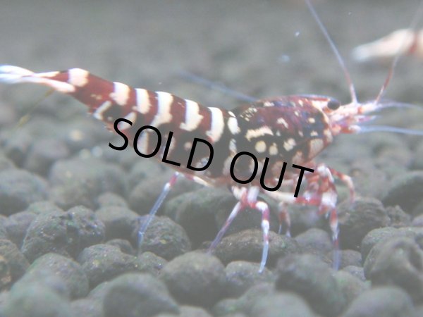 画像1: 143　H【20期目突入記念！】Fan shrimp ド派手系！！レッドシュガー超特価！ (1)