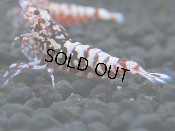 画像1: 150　H【20期目突入記念！】Fan shrimp ド派手系！！レッドシュガー超特価！ (1)