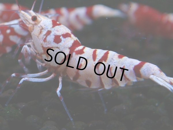 画像1: 399　R【20期目突入記念！】RED FANCY TIGER FULL ADULT メス確定30連発！ (1)