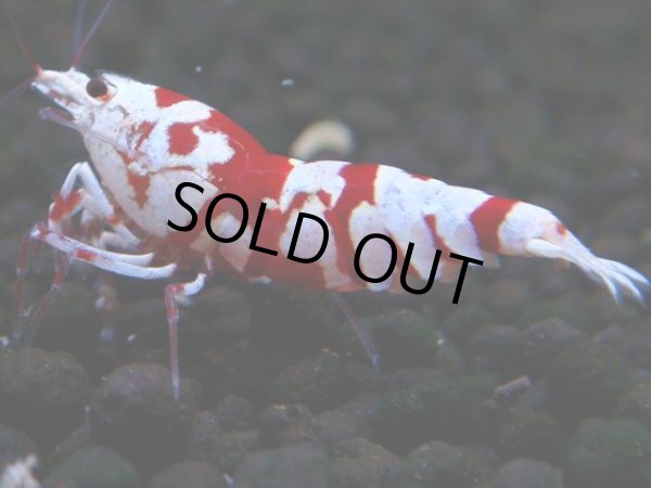 画像1: 400　R【20期目突入記念！】RED FANCY TIGER FULL ADULT メス確定30連発！ (1)