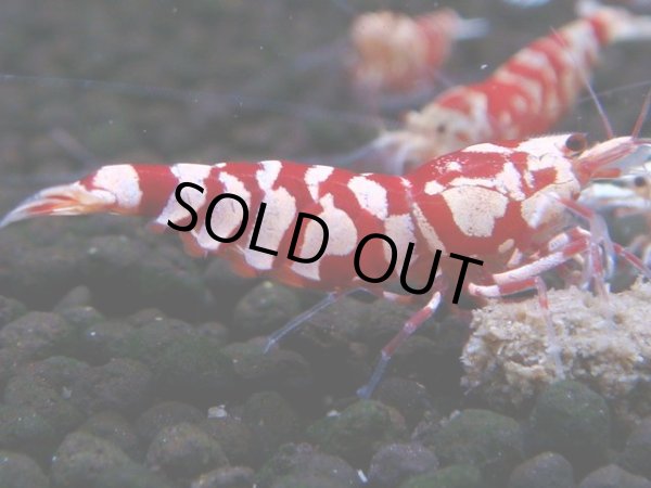 画像1: 393　R【20期目突入記念！】RED FANCY TIGER FULL ADULT メス確定30連発！ (1)