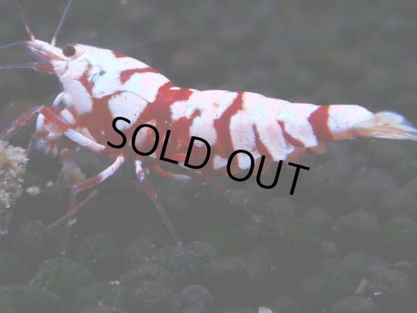 画像1: 395　R【20期目突入記念！】RED FANCY TIGER FULL ADULT メス確定30連発！ (1)