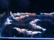 画像2: 004　H【スプリットタイムセール！】白勝ちレッドファンシータイガー プラケ内丸ごと15匹+αセット (2)