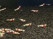 画像3: 001　H【スプリットタイムセール！】ebisquid 45水槽内丸ごと30匹+αセット (3)