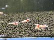 画像2: 002　H【スプリットタイムセール！】虎豹選別漏れ 45水槽内丸ごと15匹+αセット (2)