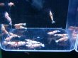 画像1: 004　H【スプリットタイムセール！】白勝ちレッドファンシータイガー プラケ内丸ごと15匹+αセット (1)
