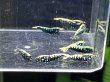 画像1: 005　P【スプリットタイムセール！】BMG 全てメス プラケ内丸ごと10匹セット (1)