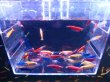 画像1: 006　M【スプリットタイムセール！】メタカラバラエティ 画像のフロート内全部50匹セット (1)