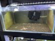画像1: 001　H【スプリットタイムセール！】ebisquid 45水槽内丸ごと30匹+αセット (1)