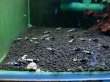 画像2: 010　K【スプリットタイムセール！】PURPLE血統 30キューブ水槽内丸ごとセット (2)
